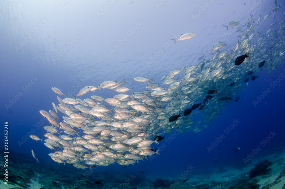 Obraz premium Big eye Trevally Jack, (Caranx sexfasciatus) in polarized school, bait ball or tornado with a diver taking pictures. Cabo Pulmo National Park, The world's aquarium. Baja California Sur,Mexico.
