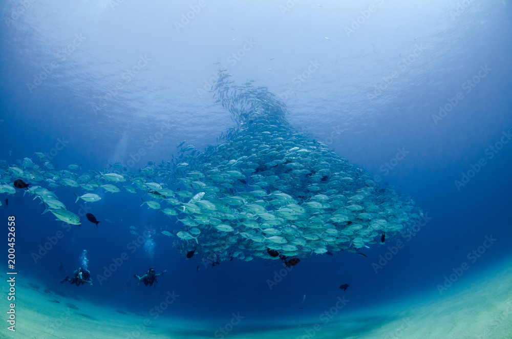 Obraz premium Big eye Trevally Jack, (Caranx sexfasciatus) in polarized school, bait ball or tornado with a diver taking pictures. Cabo Pulmo National Park, The world's aquarium. Baja California Sur,Mexico.