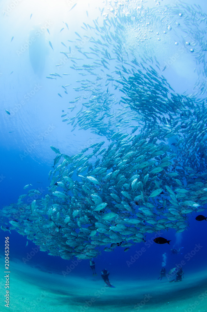 Obraz premium Big eye Trevally Jack, (Caranx sexfasciatus) in polarized school, bait ball or tornado with a diver taking pictures. Cabo Pulmo National Park, The world's aquarium. Baja California Sur,Mexico.