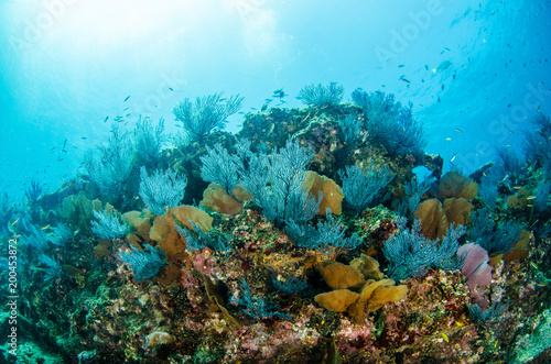 Sceny rafy koralowej Morza Corteza, Baja California Sur, Meksyk.