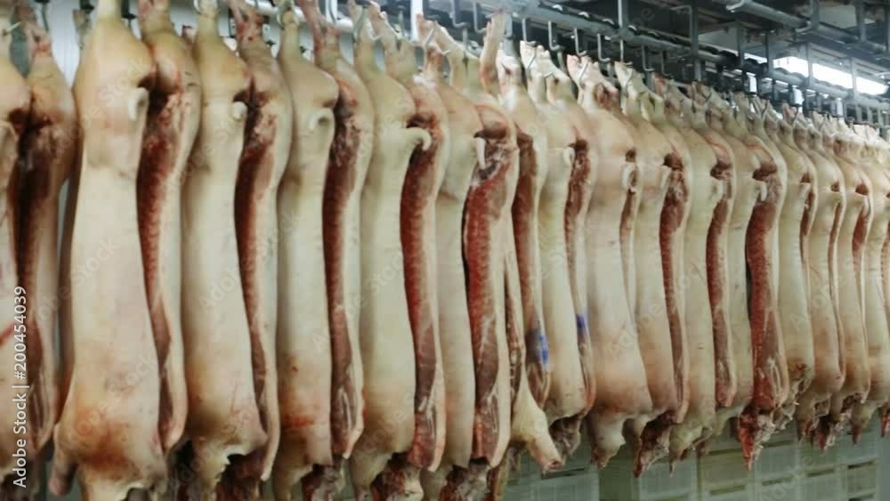 many dead pigs hanging in a slaughterhouse after killing from butcher