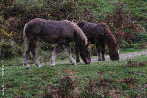 Horses grazing grass peacefully