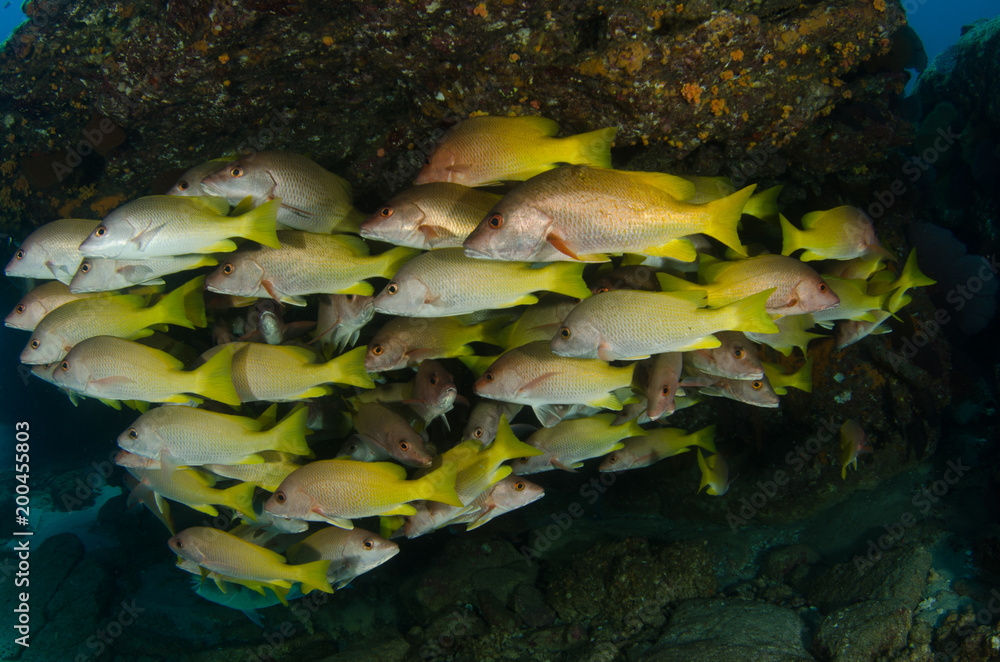 Obraz premium Yellow snapper (Lutjanus argentiventris), forming a school in a shipwreck, reefs of Sea of Cortez, Pacific ocean. Cabo Pulmo, Baja California Sur, Mexico.