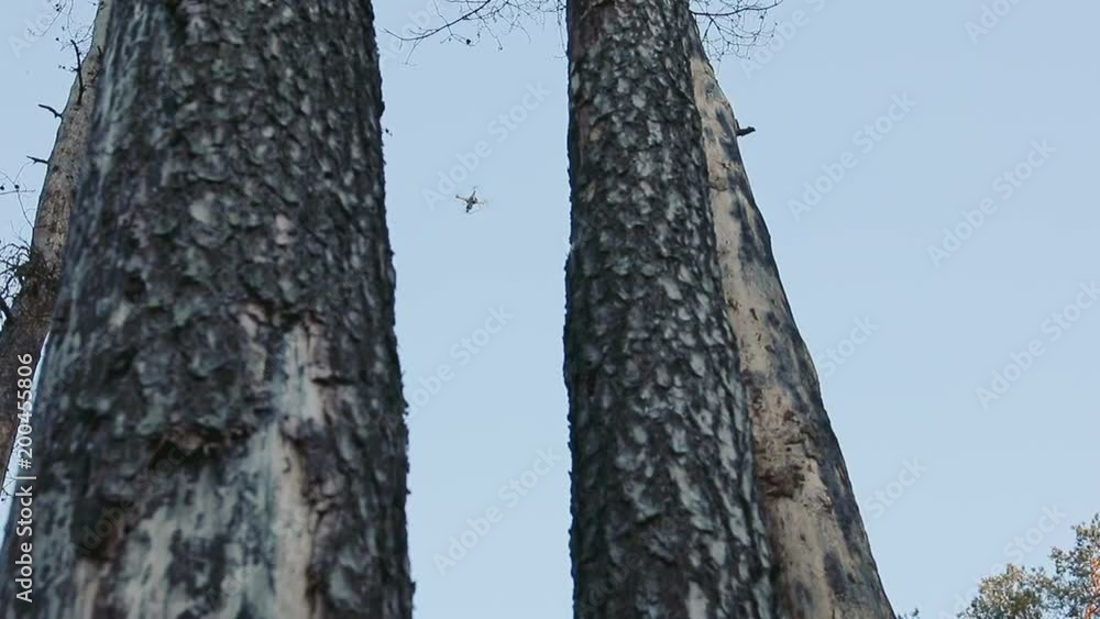 Drone flying in the woods between the trees Drone flying in the woods between the trees