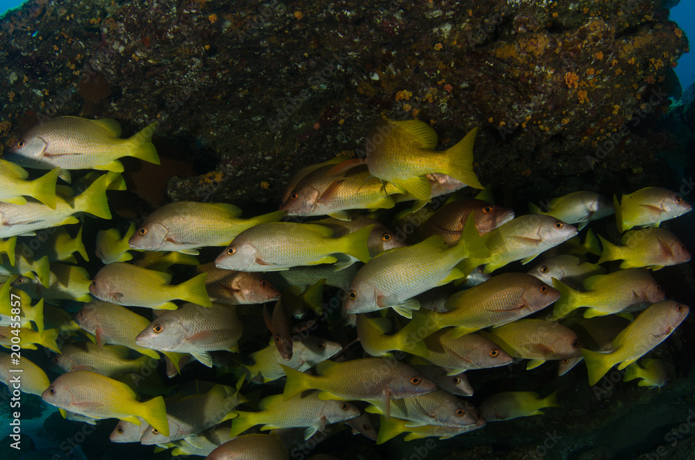 Obraz premium Yellow snapper (Lutjanus argentiventris), forming a school in a shipwreck, reefs of Sea of Cortez, Pacific ocean. Cabo Pulmo, Baja California Sur, Mexico.