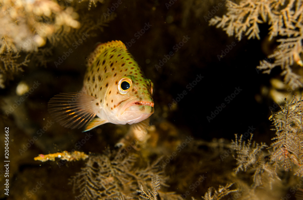 Obraz premium Reef fishes from the sea of cortez, mexico