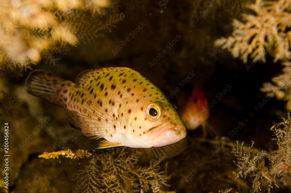 Obraz premium Reef fishes from the sea of cortez, mexico