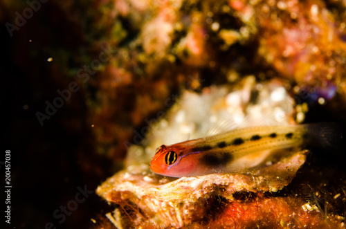 Blennys from the sea of cortez, mexico. photo