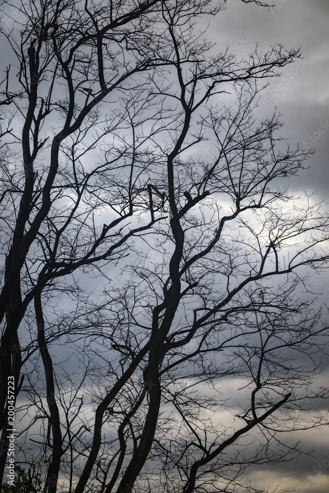 cielo nuvoloso dietro gli alberi cielo nuvoloso dietro gli alberi