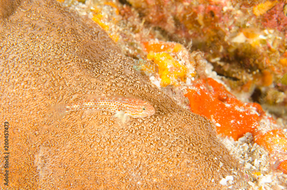 Fototapeta premium Blennys from the sea of cortez, mexico.