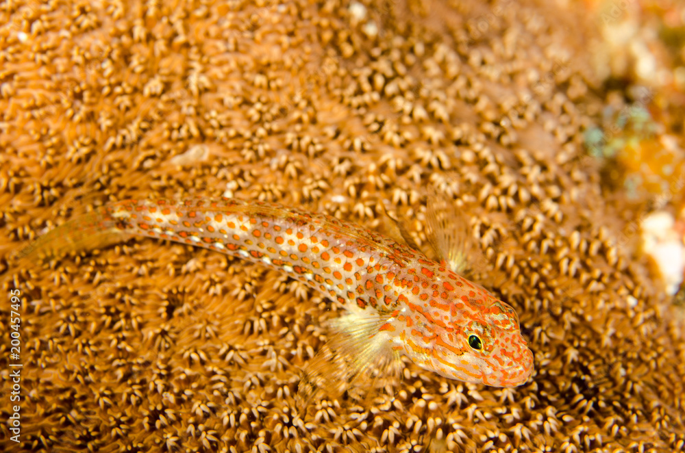 Fototapeta premium Blennys from the sea of cortez, mexico.