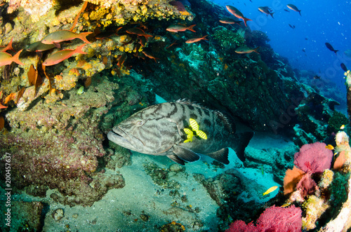 Big Gulf grouper (Mycteroperca jordani), resting in the reefs of the Sea of Cortez, Pacific ocean. Cabo Pulmo National Park, Baja California Sur, Mexico. photo