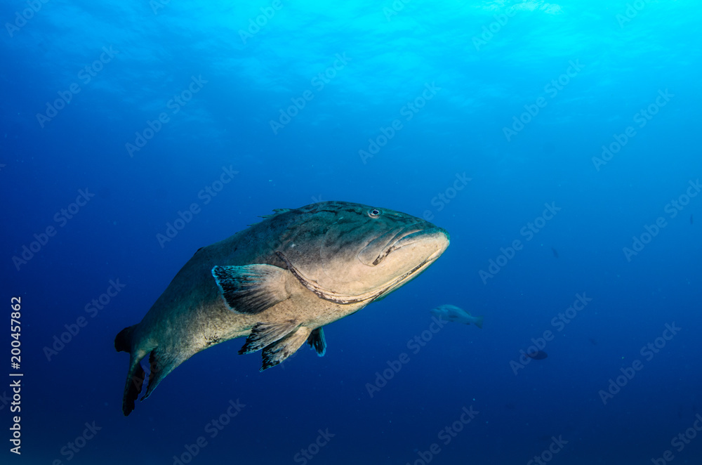 Obraz premium Big Gulf grouper (Mycteroperca jordani), resting in the reefs of the Sea of Cortez, Pacific ocean. Cabo Pulmo National Park, Baja California Sur, Mexico.