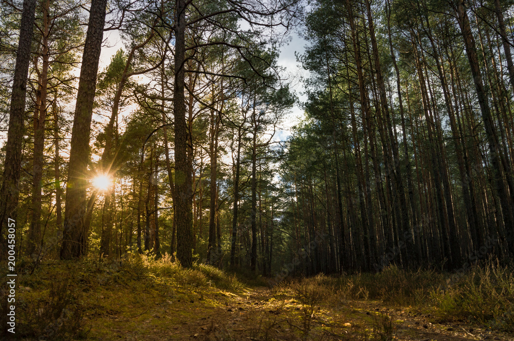 Wald Wald