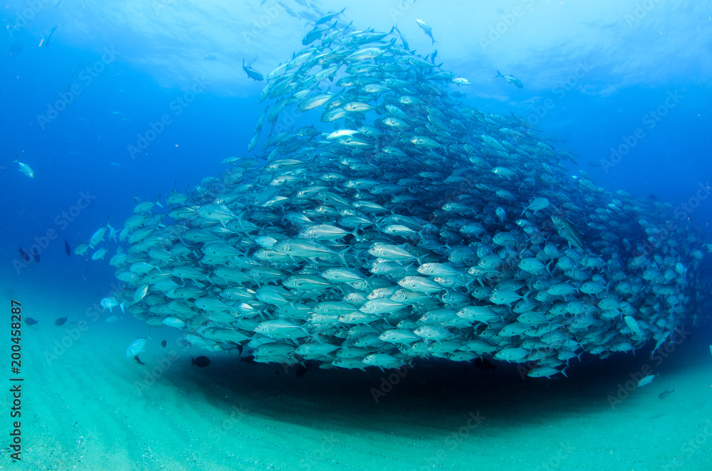 Fototapeta premium ig eye Trevally Jack, (Caranx sexfasciatus) Forming a polarized school or bait ball. Cabo Pulmo National Park. Baja California Sur,Mexico.