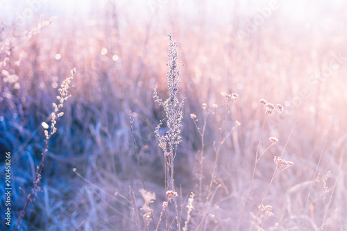 Dry branches of grass in the spring early morning on a forest glade on a blurred background in a pink haze.