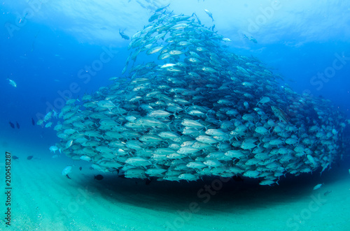 ig eye Trevally Jack, (Caranx sexfasciatus) Forming a polarized school or bait ball. Cabo Pulmo National Park. Baja California Sur,Mexico.