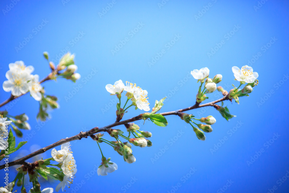 Blossoming white cherries on a sunny spring day and on a blurred background.