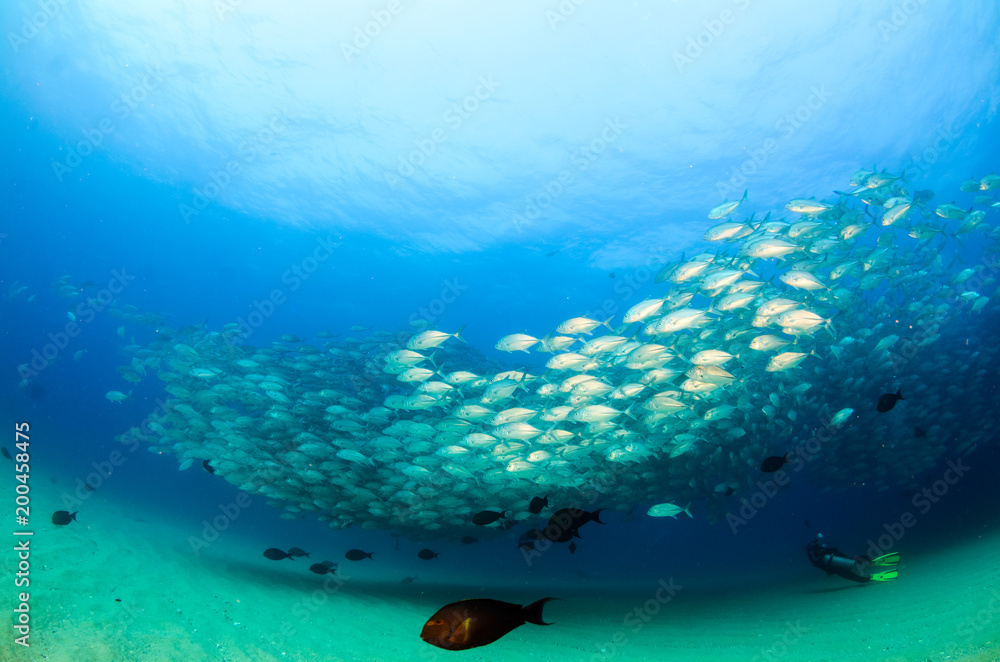 Obraz premium ig eye Trevally Jack, (Caranx sexfasciatus) Forming a polarized school or bait ball. Cabo Pulmo National Park. Baja California Sur,Mexico.