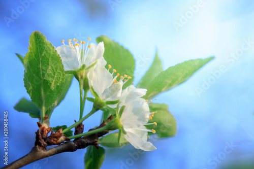 Delicate blossoming white cherries on a sunny spring day and on a blurred background
