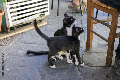 Greek black and white cat with kitty begging for food