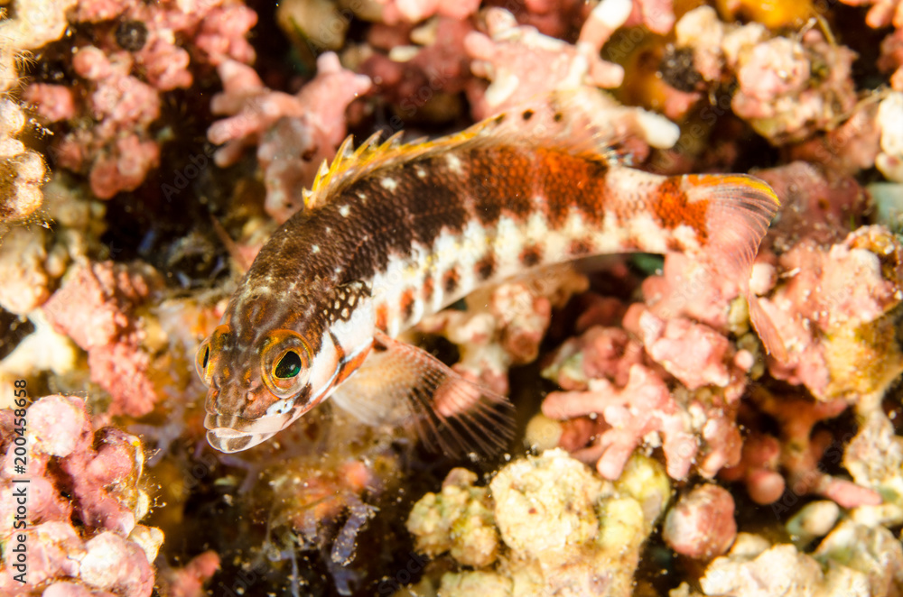 Fototapeta premium Reef fishes from the sea of cortez, mexico