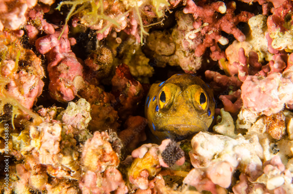Obraz premium Reef fishes from the sea of cortez, mexico