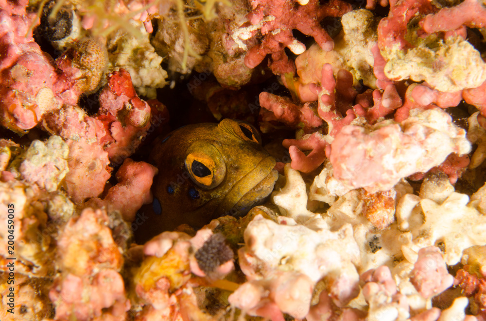 Fototapeta premium Reef fishes from the sea of cortez, mexico