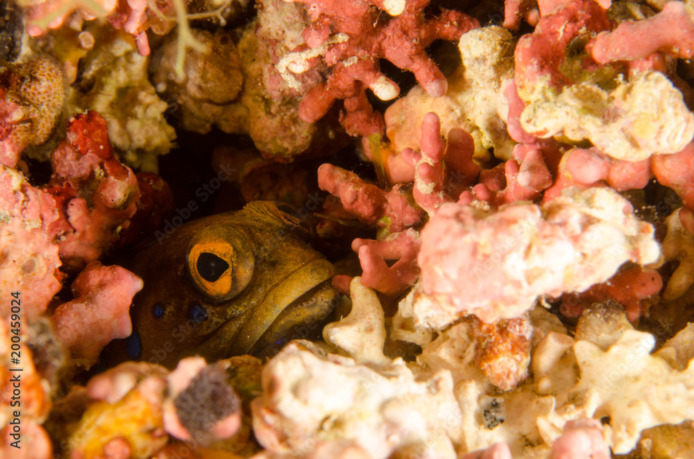 Obraz premium Reef fishes from the sea of cortez, mexico