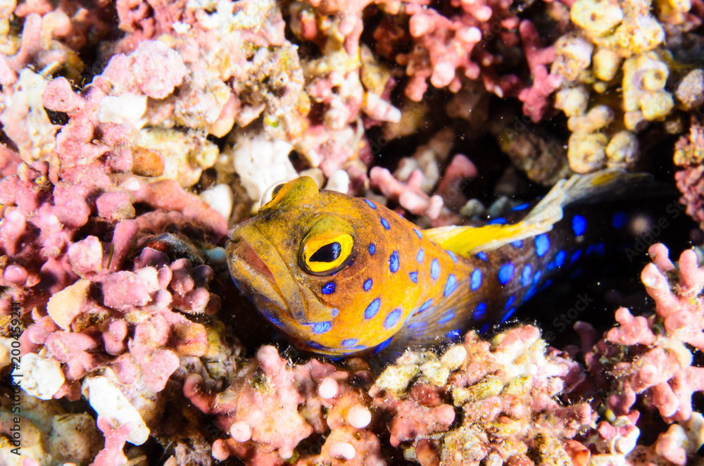 Obraz premium Reef fishes from the sea of cortez, mexico