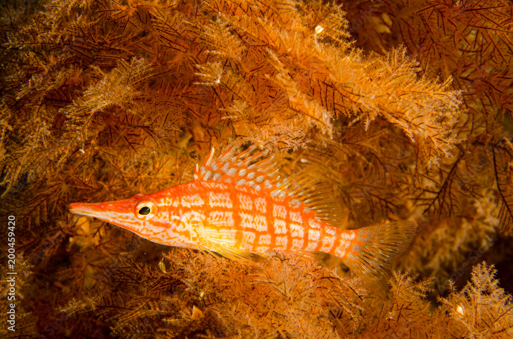 Obraz premium (Oxycirrhites typus) Longnose Hawkfish. reefs of the Sea of Cortez, Pacific ocean. Cabo Pulmo, Baja California Sur, Mexico.The world's aquarium.
