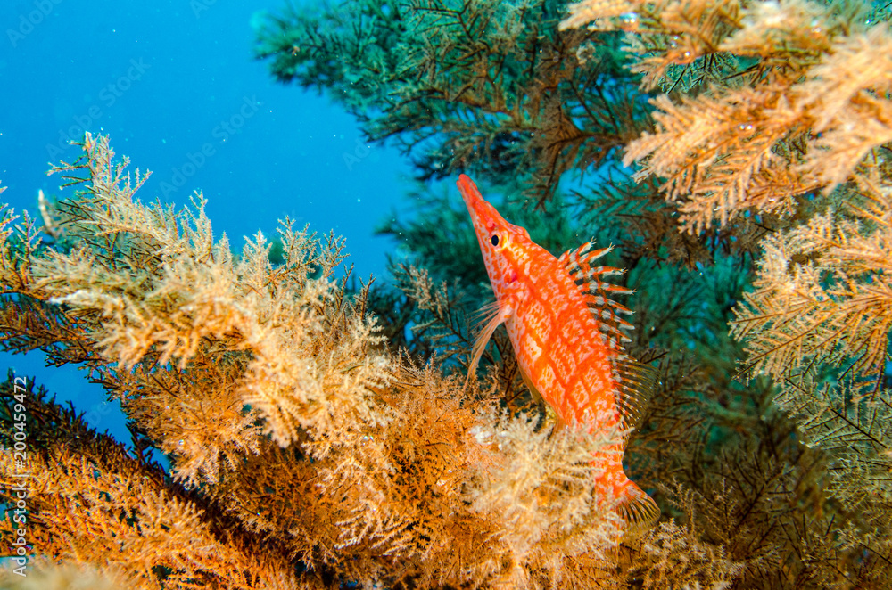 Obraz premium (Oxycirrhites typus) Longnose Hawkfish. reefs of the Sea of Cortez, Pacific ocean. Cabo Pulmo, Baja California Sur, Mexico.The world's aquarium.