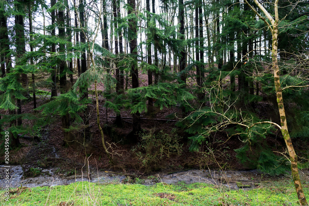 Wild overgrown mudy path trough the forest Wild overgrown mudy path trough the forest
