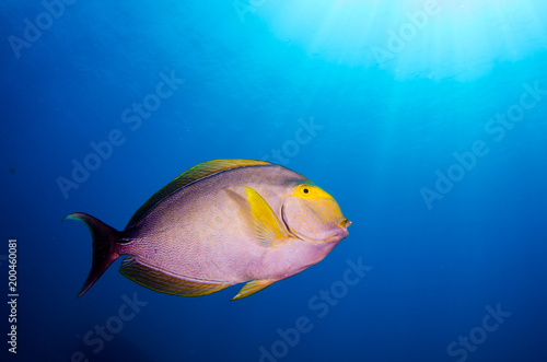 Fototapeta Naklejka Na Ścianę i Meble -  purple surgeonfish
