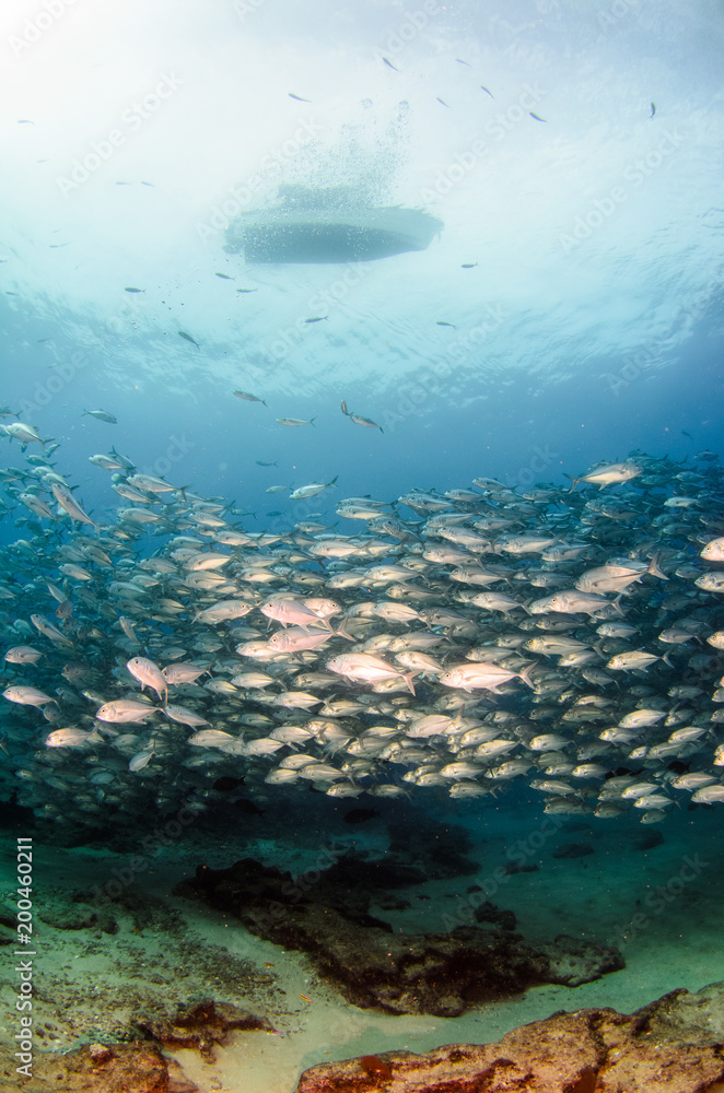Fototapeta premium ig eye Trevally Jack, (Caranx sexfasciatus) Forming a polarized school or bait ball. Cabo Pulmo National Park. Baja California Sur,Mexico.