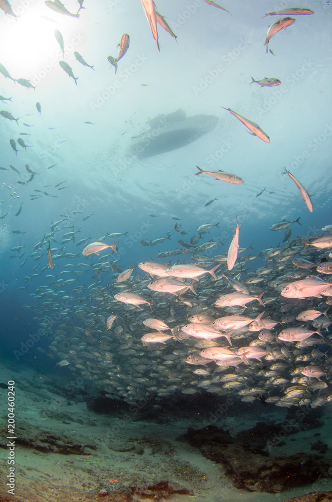 Obraz premium ig eye Trevally Jack, (Caranx sexfasciatus) Forming a polarized school or bait ball. Cabo Pulmo National Park. Baja California Sur,Mexico.