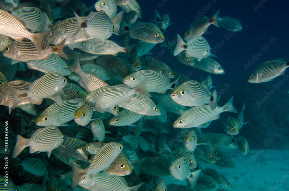 Obraz premium Reef fishes from the sea of cortez, mexico
