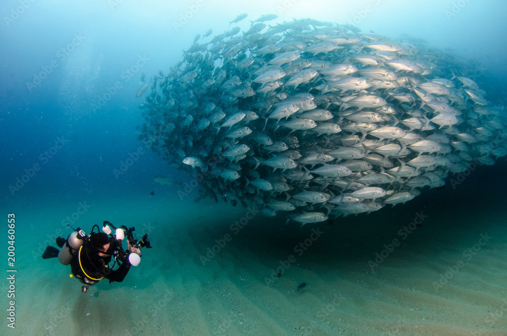 Obraz premium ig eye Trevally Jack, (Caranx sexfasciatus) Forming a polarized school or bait ball. Cabo Pulmo National Park. Baja California Sur,Mexico.