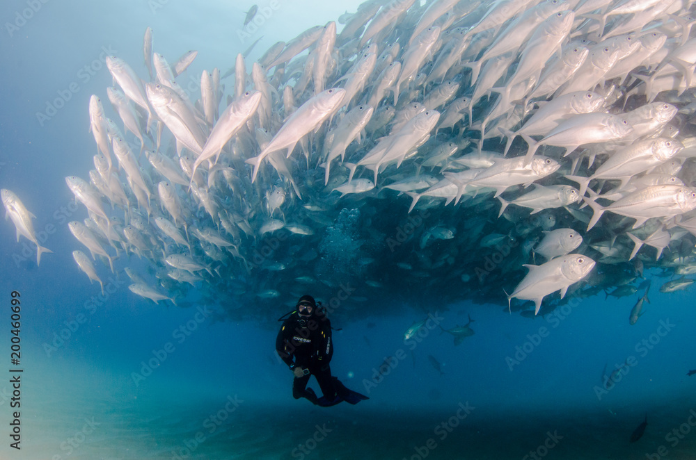 Fototapeta premium ig eye Trevally Jack, (Caranx sexfasciatus) Forming a polarized school or bait ball. Cabo Pulmo National Park. Baja California Sur,Mexico.