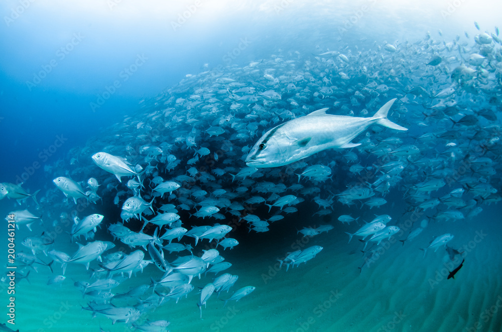 Obraz premium Big eye Trevally Jack, (Caranx sexfasciatus) in polarized school, bait ball or tornado. Cabo Pulmo National Park. Baja California Sur,Mexico.