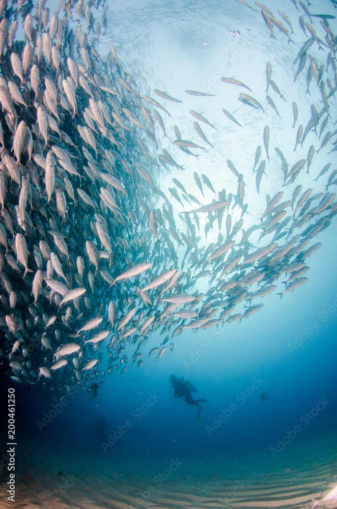 Obraz premium Big eye Trevally Jack, (Caranx sexfasciatus) in polarized school, bait ball or tornado. Cabo Pulmo National Park. Baja California Sur,Mexico.