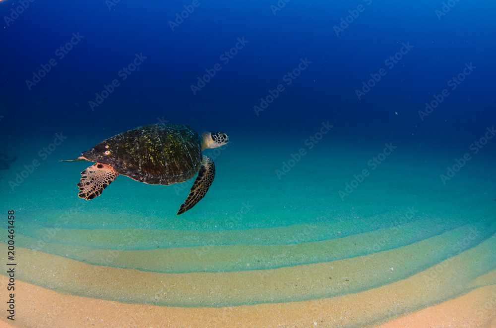 Fototapeta premium Sea turtle resting in the reefs of Cabo Pulmo National Park, Cousteau once named it The world's aquarium. Baja California Sur,Mexico.