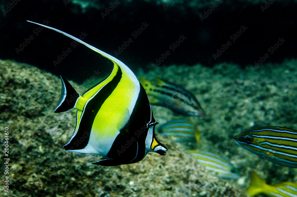 Obraz premium Reef fishes from the sea of cortez, mexico