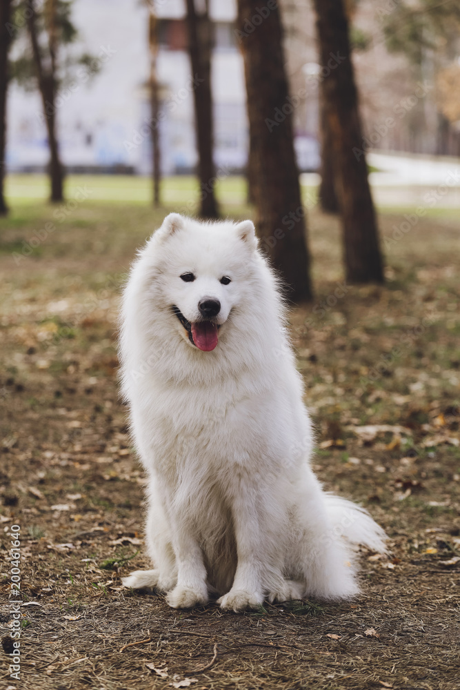 Beautiful dog Samoyed in the park, in the forest Beautiful dog Samoyed in the park, in the forest
