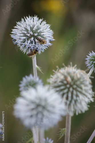 bee on flower