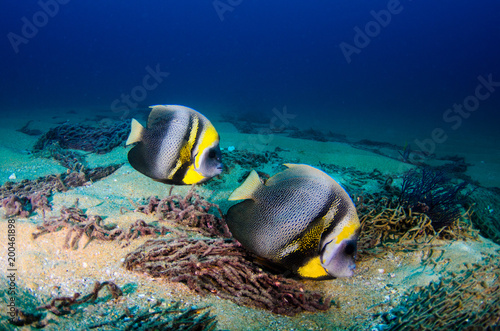 Cortez Angelfish, (Pomacanthus zonipectus) feeding in a shipwreck. reefs of the Sea of Cortez, Pacific ocean. Cabo Pulmo, Baja California Sur, Mexico.The world's aquarium. © leonardogonzalez