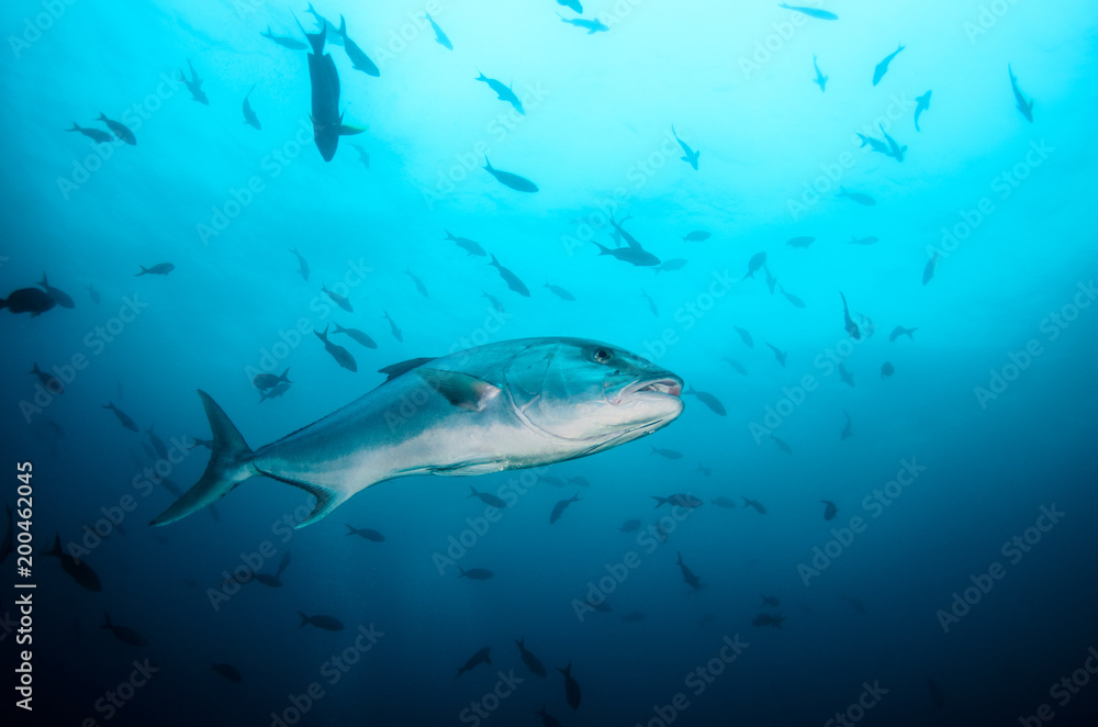 Fototapeta premium Greater amberjack (Seriola dumerili). Cabo Pulmo National Park, The world's aquarium. Baja California Sur,Mexico.