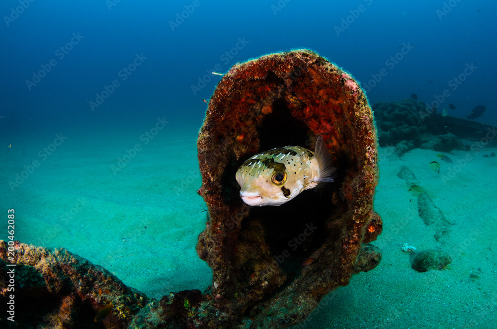 Fototapeta premium Reef fishes from the sea of cortez, mexico