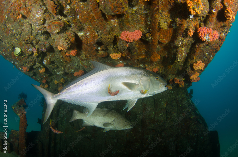 Fototapeta premium Greater amberjack (Seriola dumerili). Cabo Pulmo National Park, The world's aquarium. Baja California Sur,Mexico.