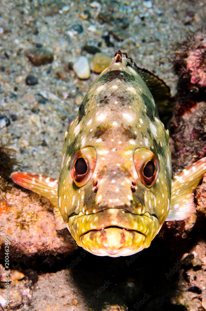 Obraz premium Reef fishes from the sea of cortez, mexico